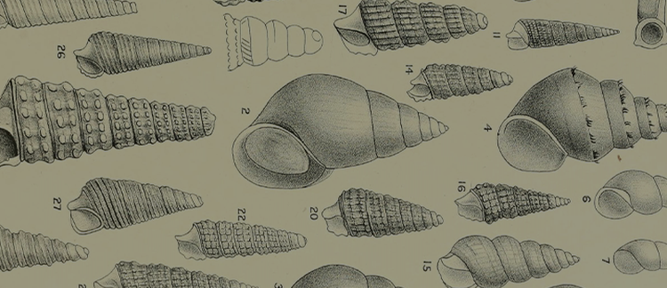 Reprints of Rare Papers on Mollusca—The Graduate Dispersion of certain mollusks in New England
