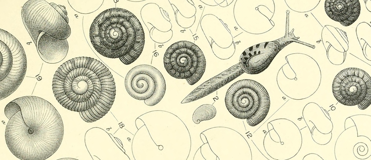 Checklists of Mollusca